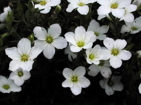 Photo, arenaria montana, a flower, blooming landscape, 