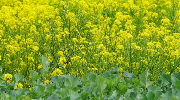 Rape blossoms and greenery [Contrast], JPG
