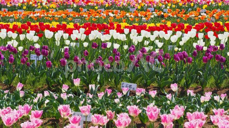 チューリップ・佐倉ふるさと広場（佐倉市） 春,チューリップ,花畑の写真素材
