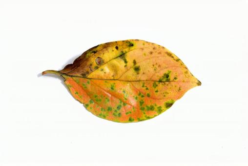 秋のイメージ 柿の葉 秋のイメージ 柿の葉 秋,柿の葉,雰囲気の写真素材