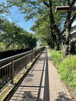 夏の小道 夏の小道の写真