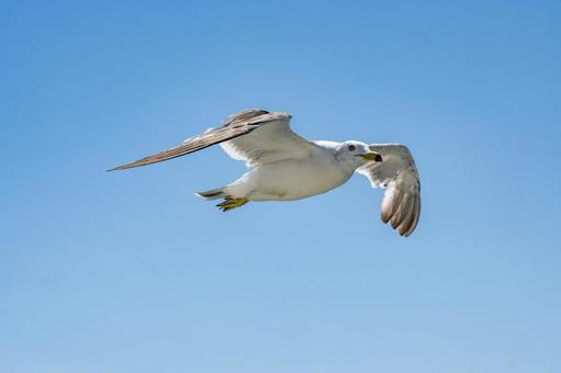 飛行中のウミネコ2 飛行中のウミネコ2 ウミネコ,野鳥,海の写真素材