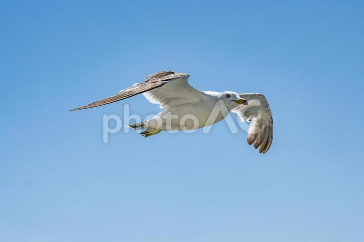 飛行中のウミネコ２ ウミネコ,野鳥,海の写真素材