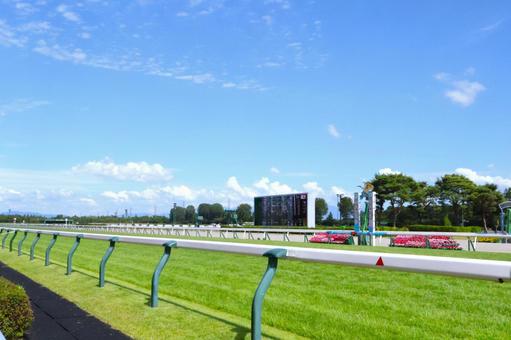 新潟競馬場の千直の芝ターフ(本馬場) 新潟競馬場の千直の芝ターフ(本馬場)の写真