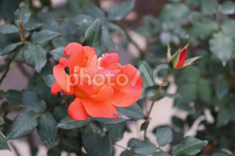 イギリス産のオレンジの薔薇、プリンセスミチコ 薔薇,花,植物の写真素材