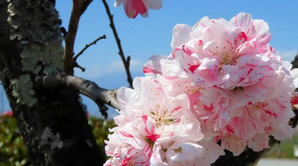 Photo, flower peach, flower, spring, 