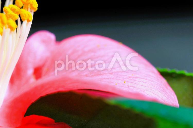 椿の花をマクロ撮影してみました マクロ撮影,アップ,花の写真素材