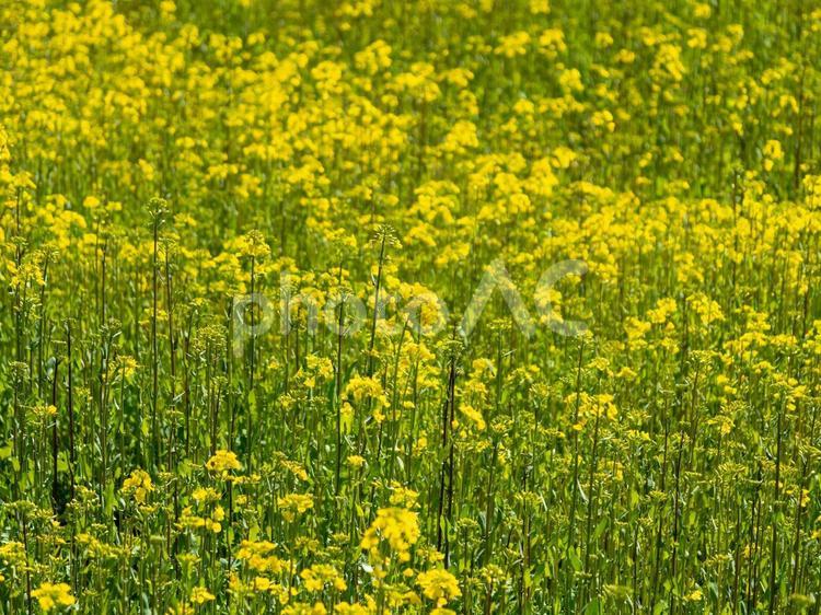 菜の花が咲く春の奈良県明日香村 菜の花畑,花畑,菜の花の写真素材