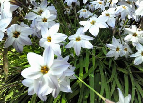 白い花 白い花の写真