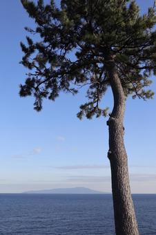 島と松 島と松の写真