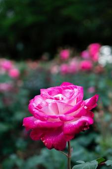 公園のバラ 公園のバラ バラ,花,植物の写真素材