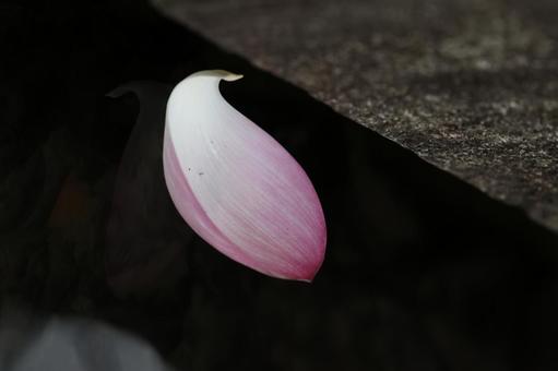 蓮の花びら 蓮の花びら 蓮,花びら,府中の写真素材