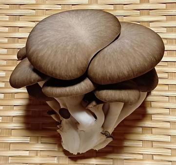 ヒラタケ ヒラタケ ヒラタケ科,茸,キノコの写真素材