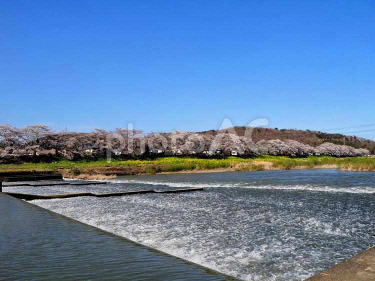 春の一目千本桜＆白石川（宮城県大河原町） 春,桜,白石川堤の写真素材