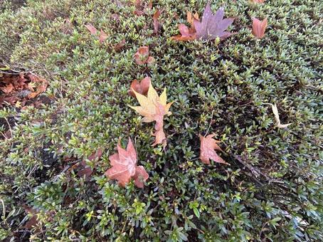 紅葉④ 紅葉,秋,自然の写真素材