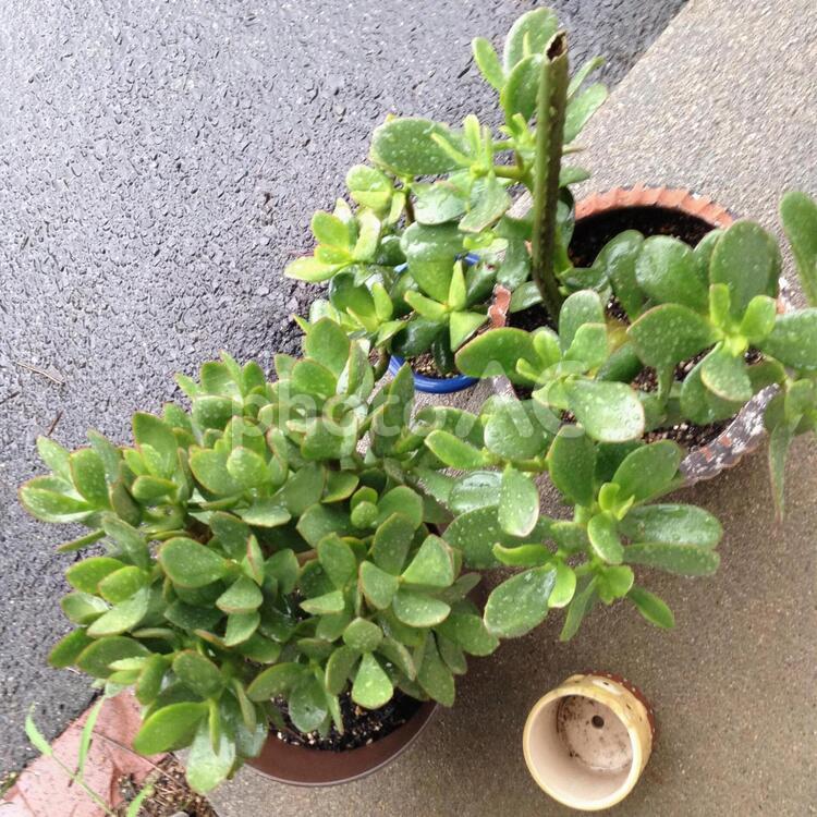 金の成る木 植物,緑,日本の写真素材
