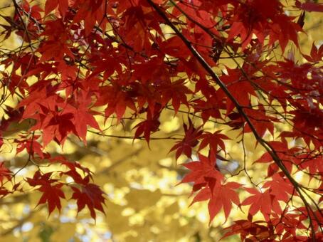 紅葉　銀杏ともみじ 紅葉,もみじ,銀杏の写真素材