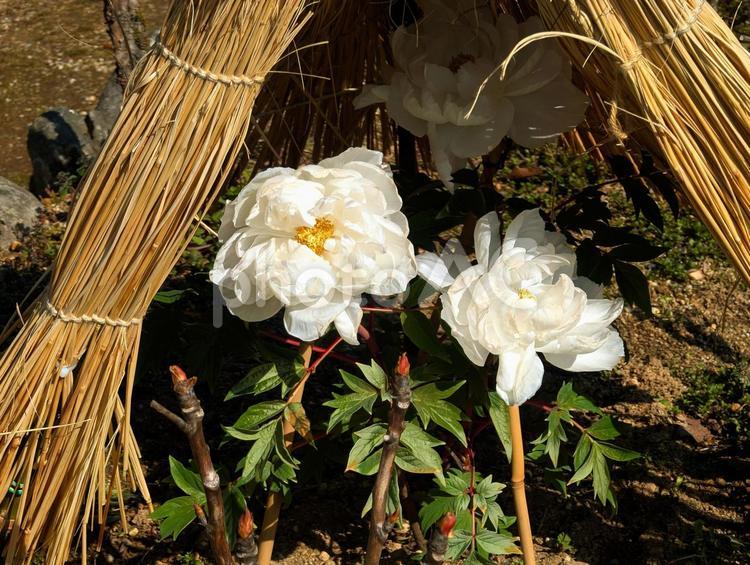 美しい白色の牡丹 牡丹,寒牡丹,藁の写真素材