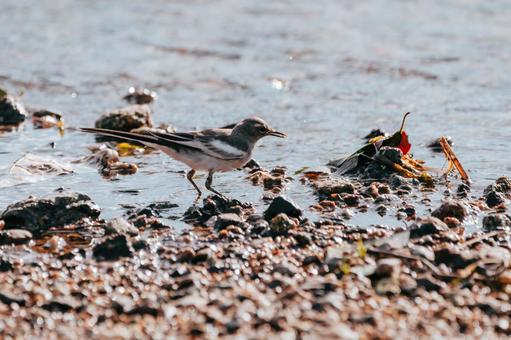 Photo, seguro sekirei, wild bird, birdie, 