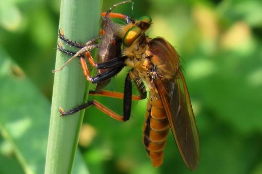 獲物を捕らえたシオヤアブ シオヤアブ,ハエ目,ムシヒキアブ科の写真素材
