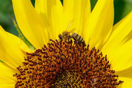 Sunflower and bee⑹, JPG Sunflower and bee⑹, JPG