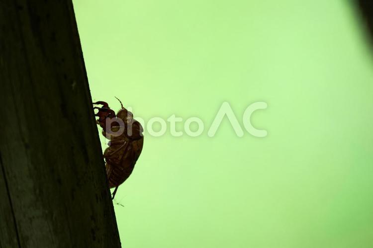 緑色背景のセミの抜殻のシルエット 抜け殻,セミ,脱皮の写真素材