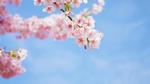 桜と青空　春の風景 桜,河津桜,カワヅザクラの写真素材