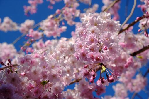 桜 桜の写真