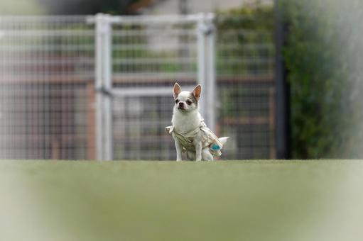 Dog at the dog run (mixed breed), JPG