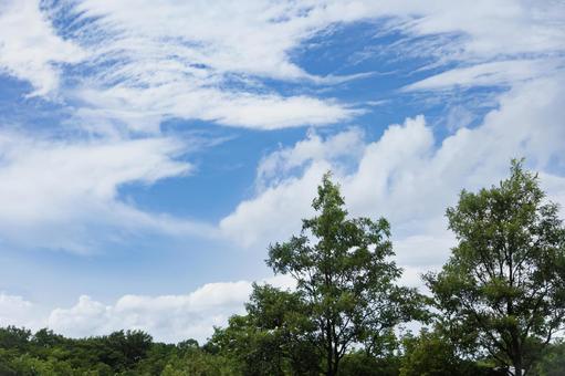 爽やかな青空と夏の木々 爽やかな青空と夏の木々の写真