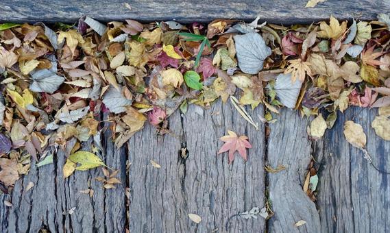 木道の上の落ち葉 落葉,枯葉,紅葉の写真素材