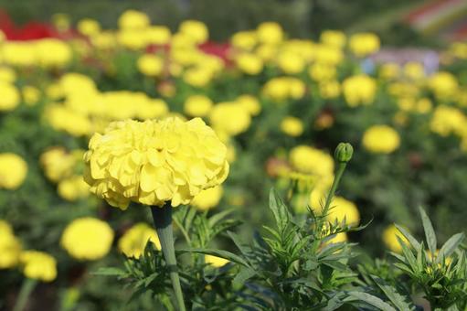 黄色いお花 黄色いお花の写真