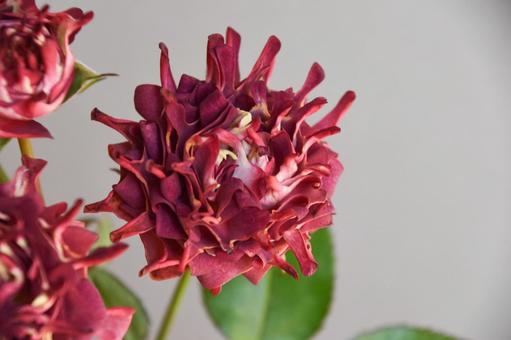 紅華美 紅華美 紅華美,スプレーばら,赤の写真素材