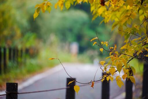 秋の紅葉した木と遊歩道 黄色,屋外,晴れているの写真素材