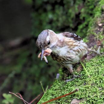 コゲラ コゲラ コゲラ,野鳥,バードウォッチングの写真素材