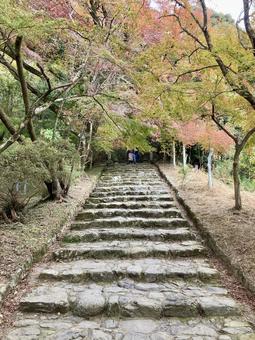 垂裕神社・紅葉 福岡県朝倉市秋月,紅葉,黄葉の写真素材