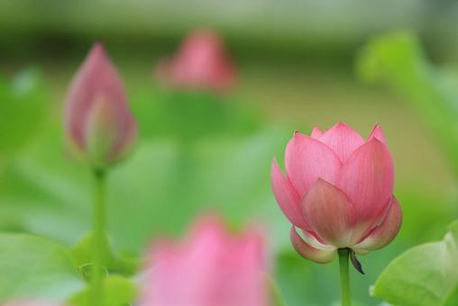 蓮花 ハス 蓮花 ハス はす,ハス,蓮の写真素材
