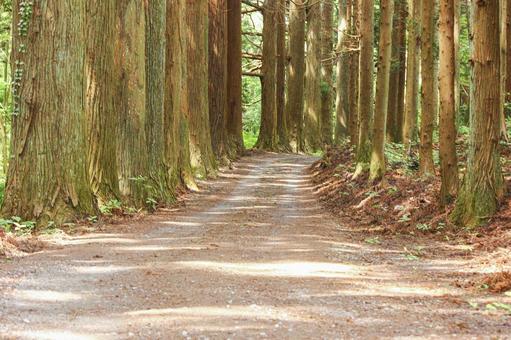 杉林の道 杉林の道の写真