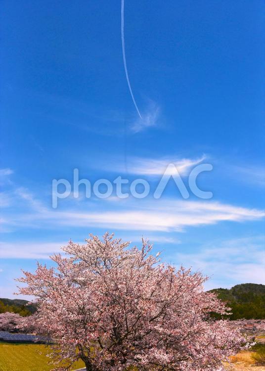 桜の木の上の飛行機雲 空,晴れ,背景の写真素材