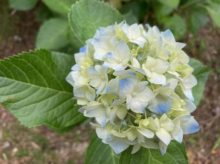 Hydrangea (blue) 11, JPG