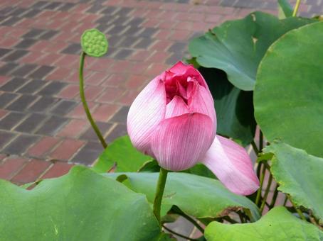 7月、大きなツボミ状態の鉢植えのハス ハス,花,植物の写真素材