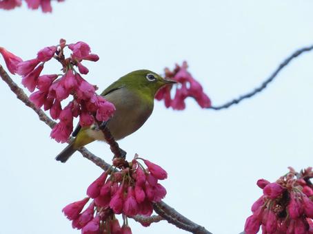 メジロと寒緋桜 メジロと寒緋桜 メジロ,寒緋桜,可愛いの写真素材
