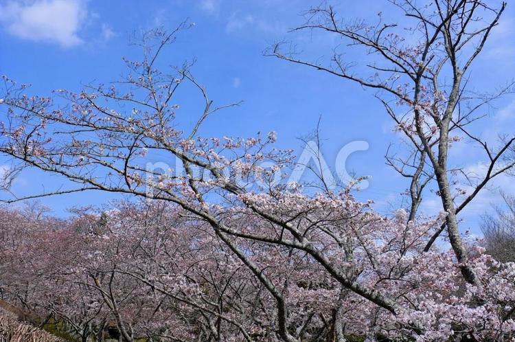 桜　はりまいこいの村 桜,さくら,サクラの写真素材