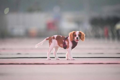 キャバリア キャバリアの写真