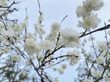 白い桜 白い桜の写真