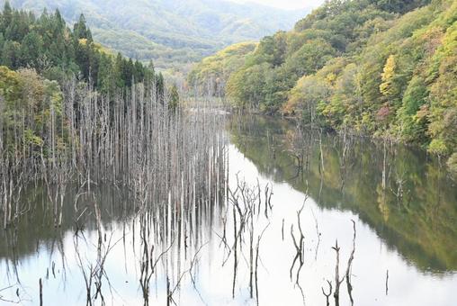 津軽ダム　ブナの水没林 風景,湖,自然の写真素材
