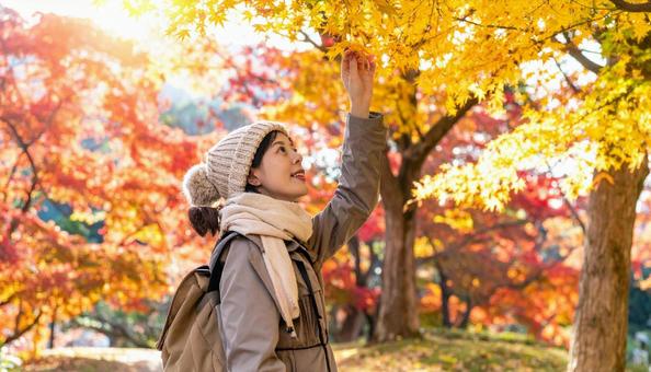 紅葉狩り  紅葉を見上げて楽しむ女性 紅葉狩り  紅葉を見上げて楽しむ女性の写真
