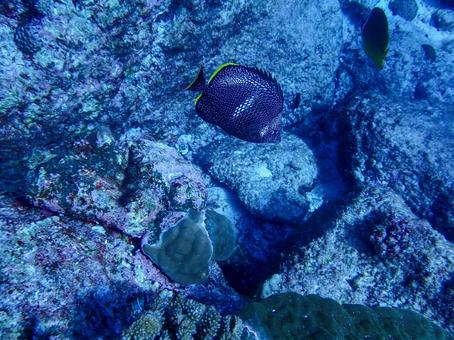 ユウゼン ユウゼン,魚,サンゴ礁の写真素材