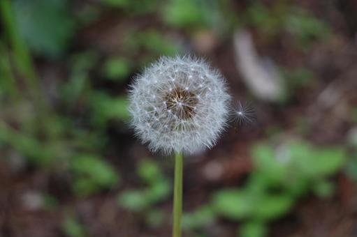 タンポポの綿毛 タンポポの綿毛の写真