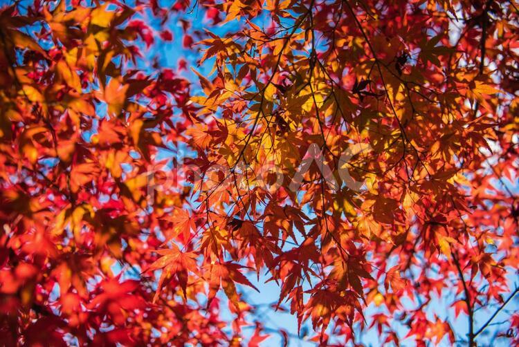 【東京・御嶽】紅葉・紅葉のイメージ 御嶽,観光,御嶽山の写真素材